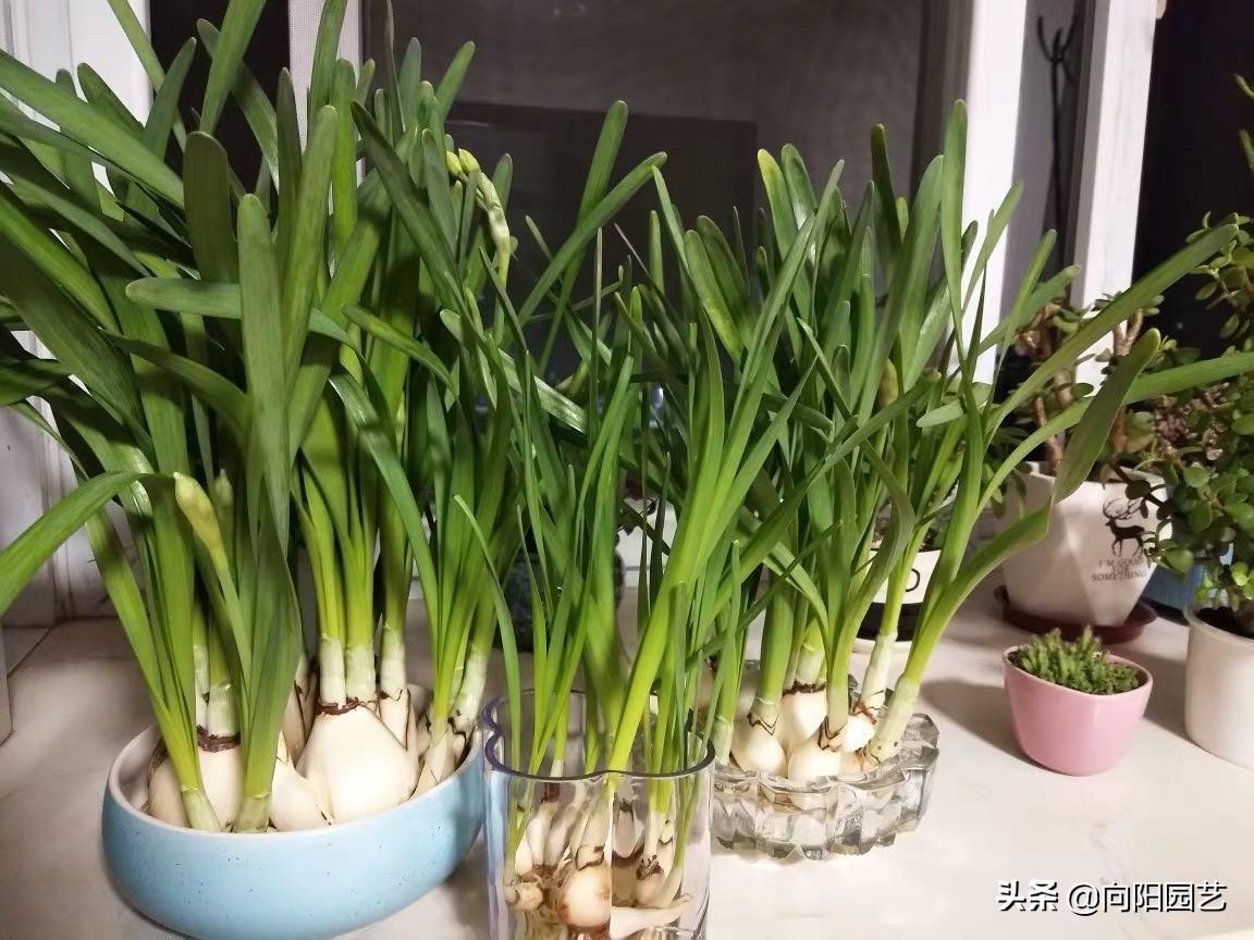 水仙花种植多久开花结果