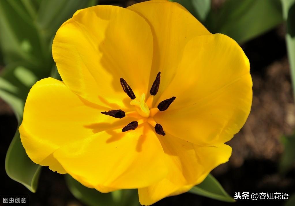 郁金香是多年生还是一年生的植物