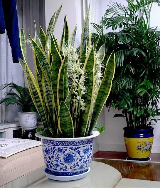 幸福树开花有什么预兆和寓意