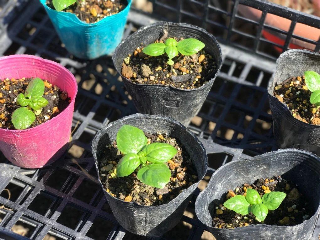 新手种花种子入门建议怎么写