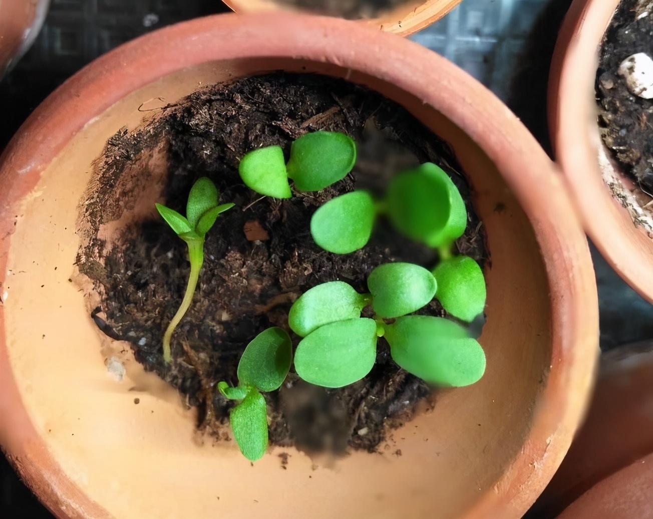 石竹花的养殖方法和注意事项有哪些