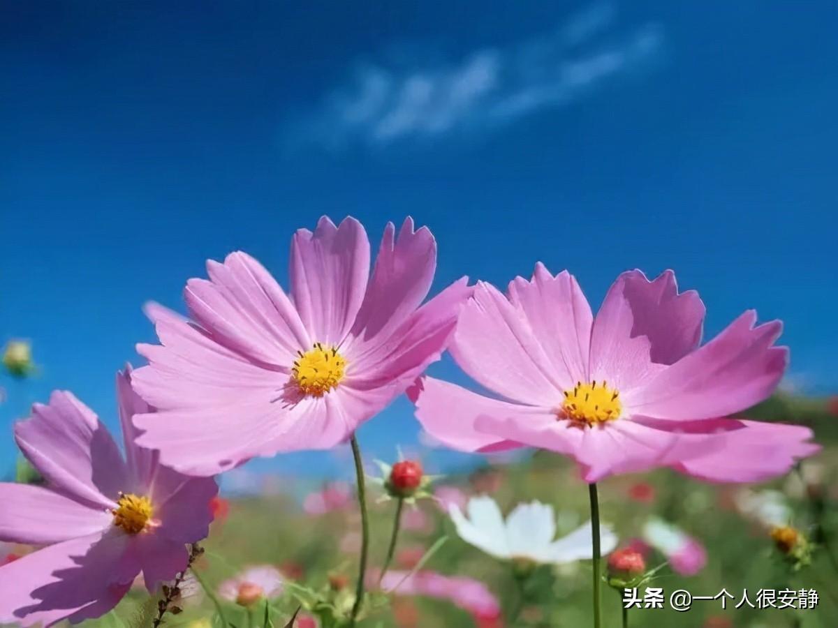 波斯菊和格桑花是一种花吗
