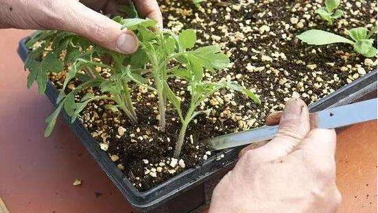 栀子花浇水加白醋还是食用醋