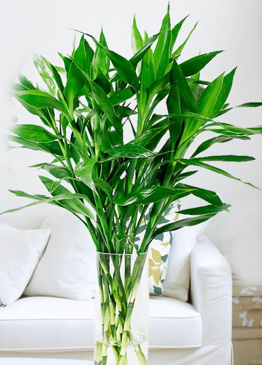 石斛兰的寓意和风水作用