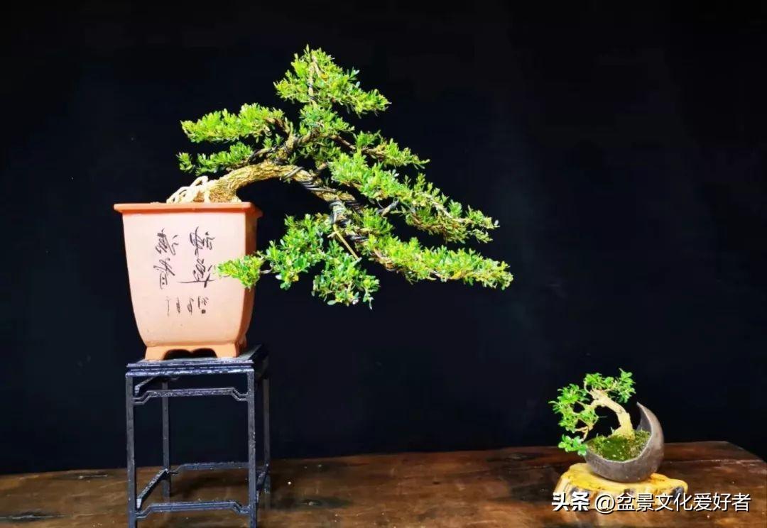 黄杨树风水位置