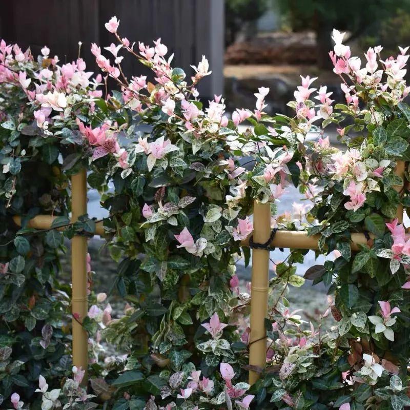 花叶络石盆栽养殖方法