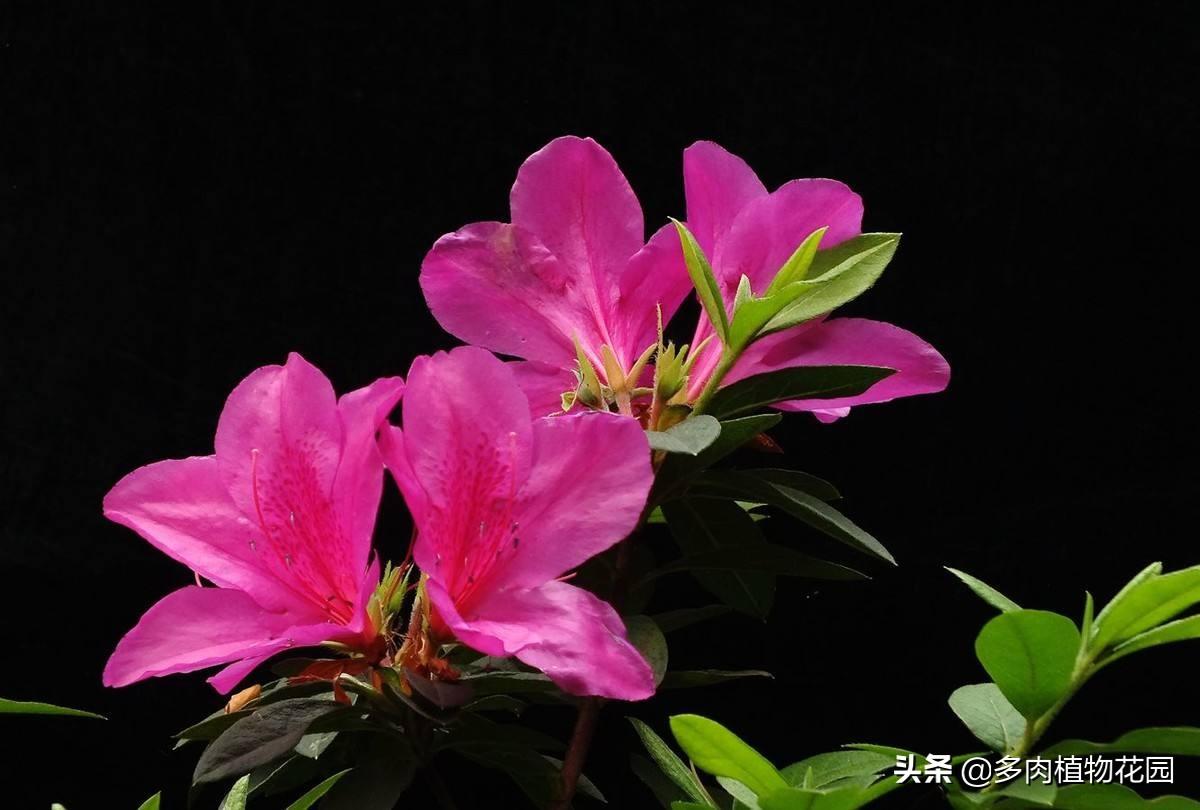 杜鹃花花谢后怎样修剪好