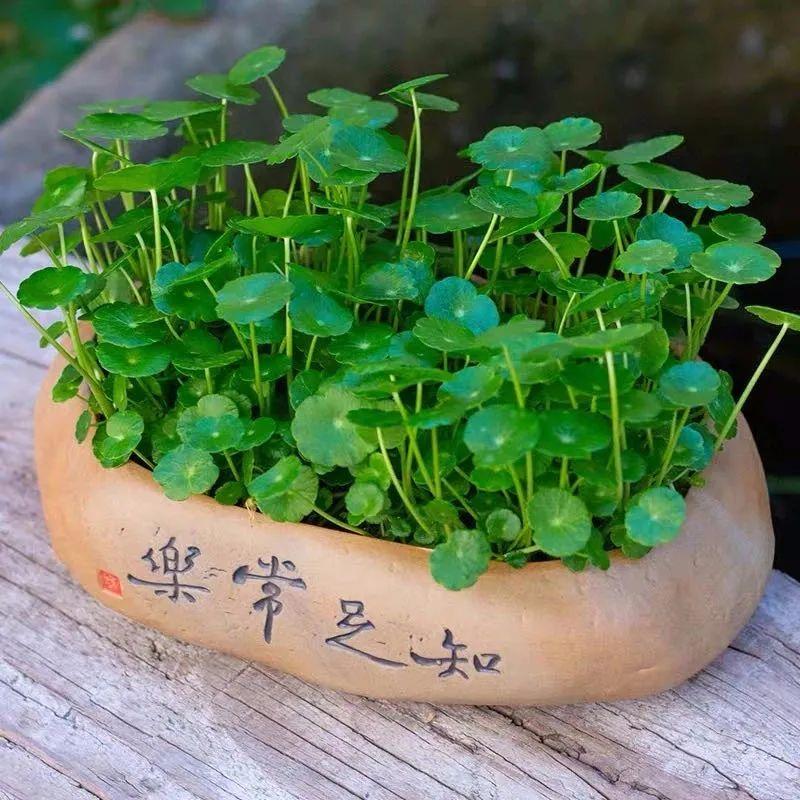 一叶莲风水禁忌是什么
