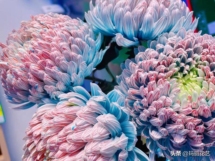 牡丹菊的花语和寓意