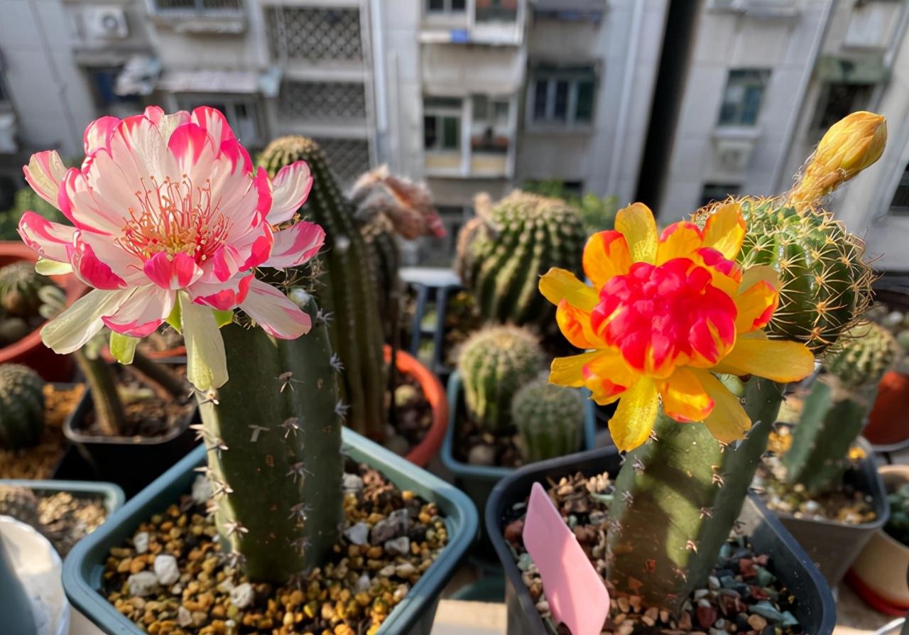 冬天玫瑰花可以放在卧室吗