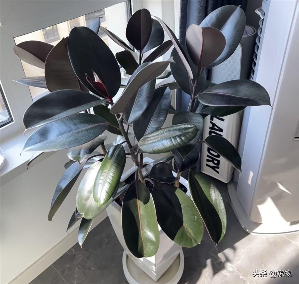 客厅最好养的绿植排名