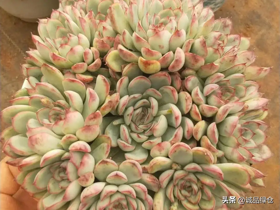 最漂亮的多肉排名榜