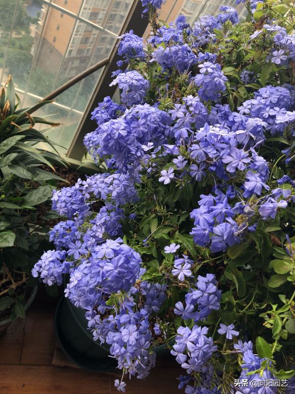 蓝雪花花期有多少时间