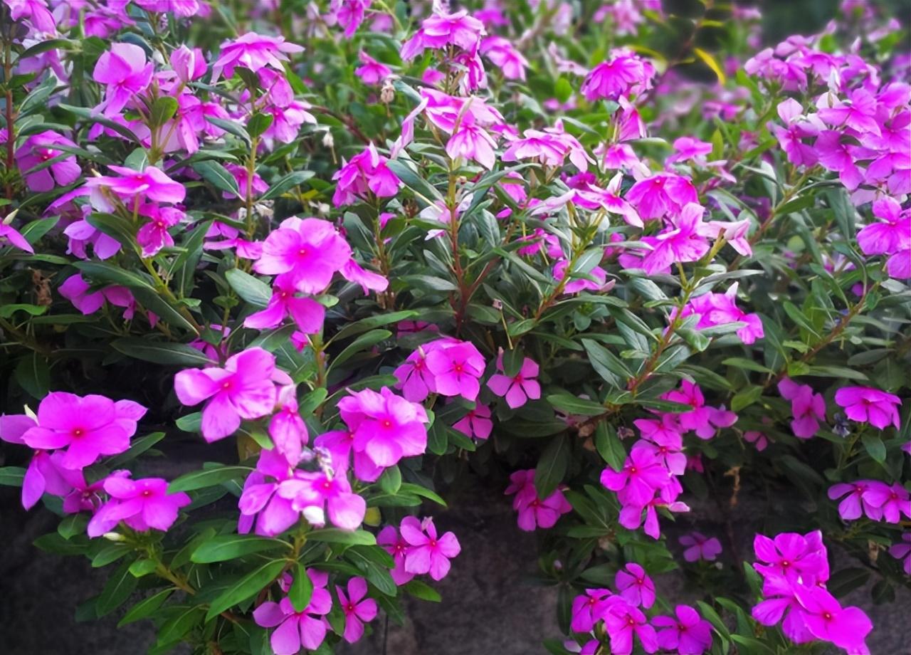 长春花花期有多长