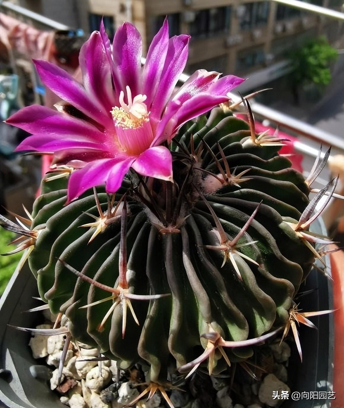 仙人球夏天怎么浇水最好
