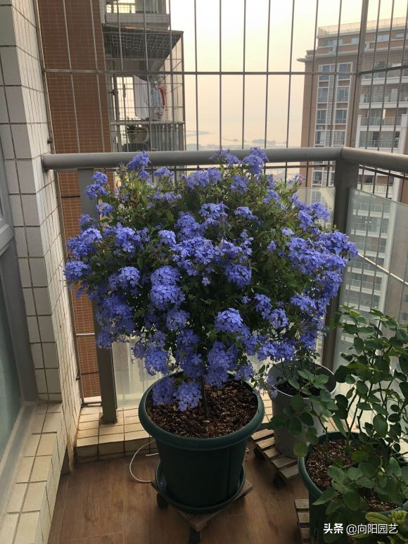 蓝雪花花期有多少时间