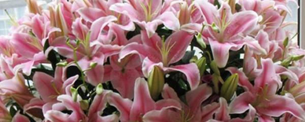 详细阅读:香水百合如何种植方法 香水百合如何种植方法