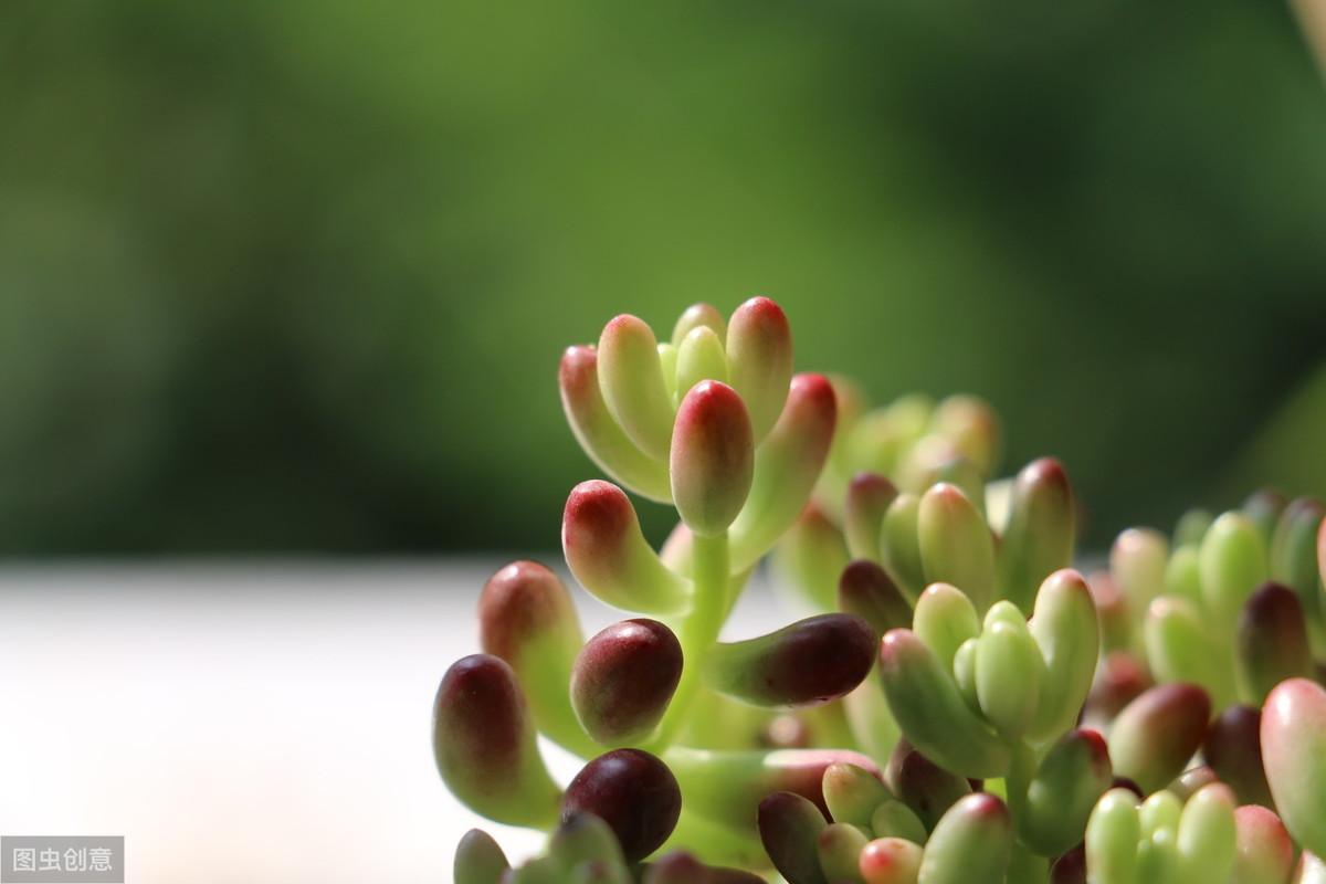 最容易养活的多肉植物有哪些