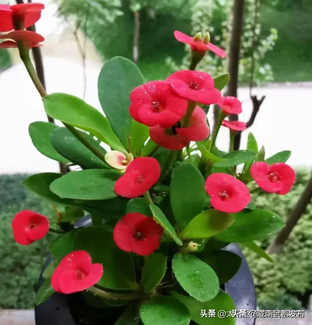 四季开花好养活又好看的花盆栽有哪些
