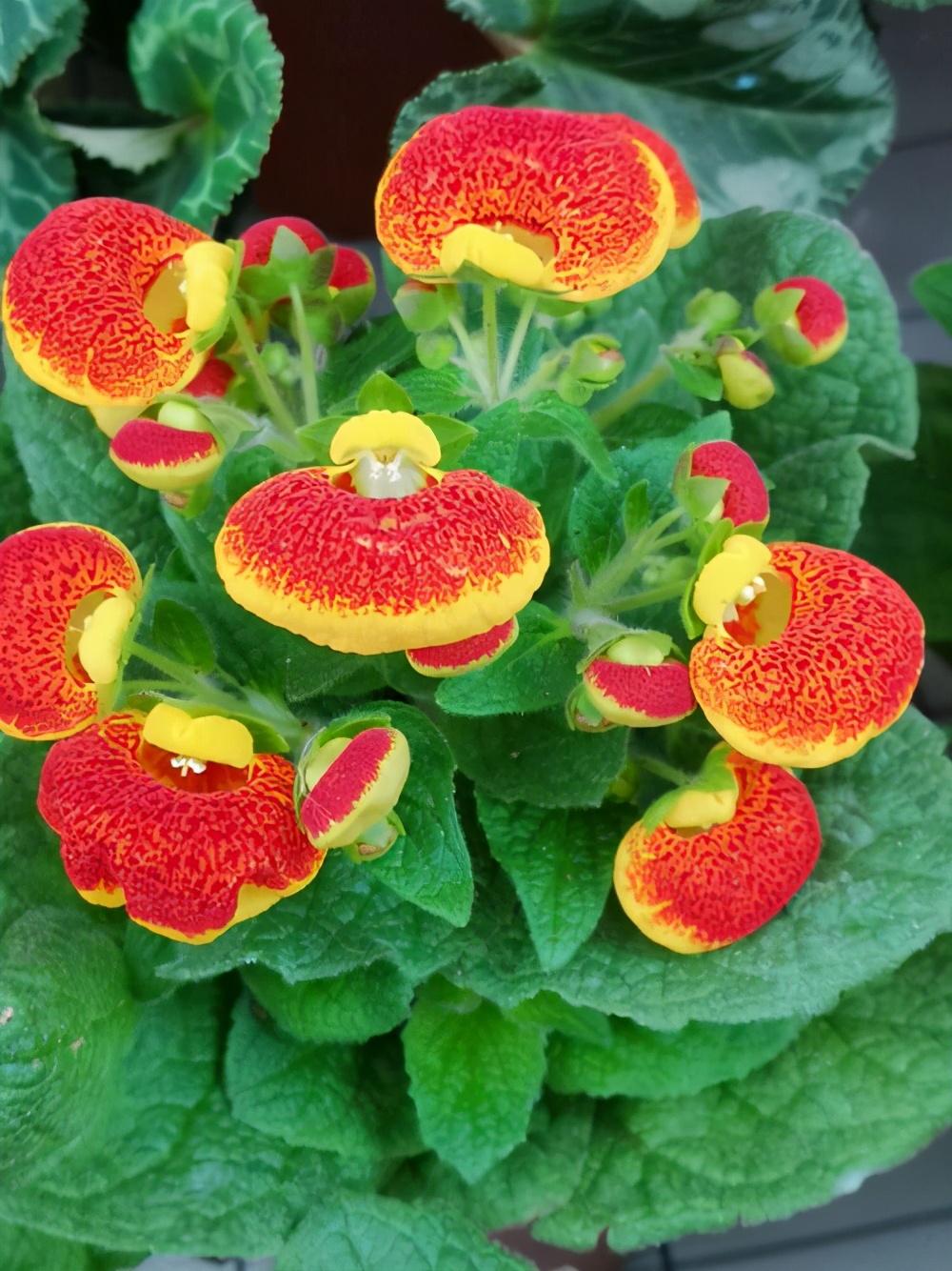 元宝花的养殖方法