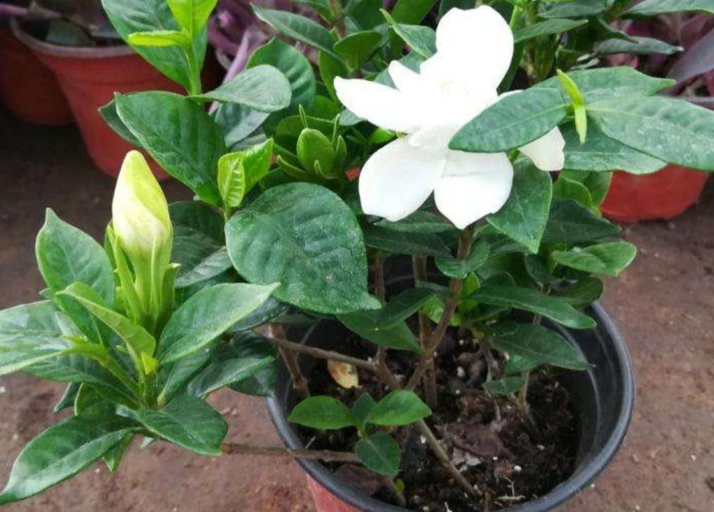 栀子花花期怎么施肥最好
