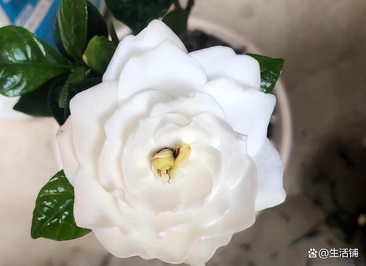 栀子花怎么修剪才能开花多
