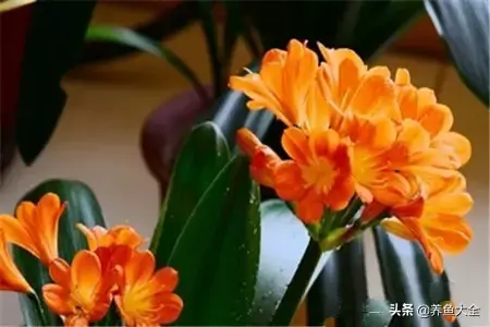 微型君子兰品种有哪些