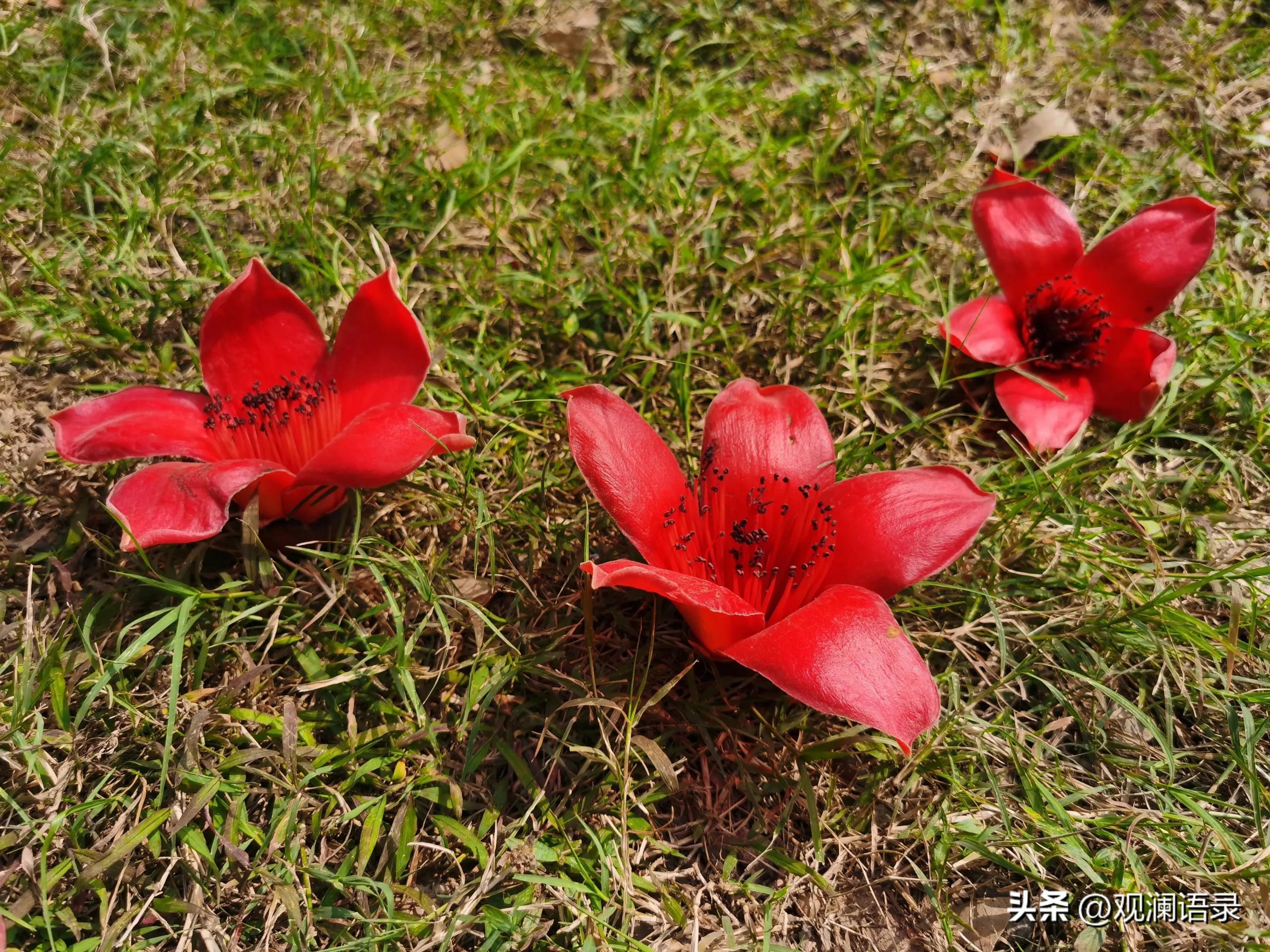 粉色木棉花的花语是什么