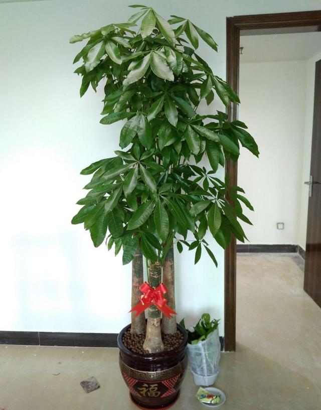 寓意好的花有哪些品种