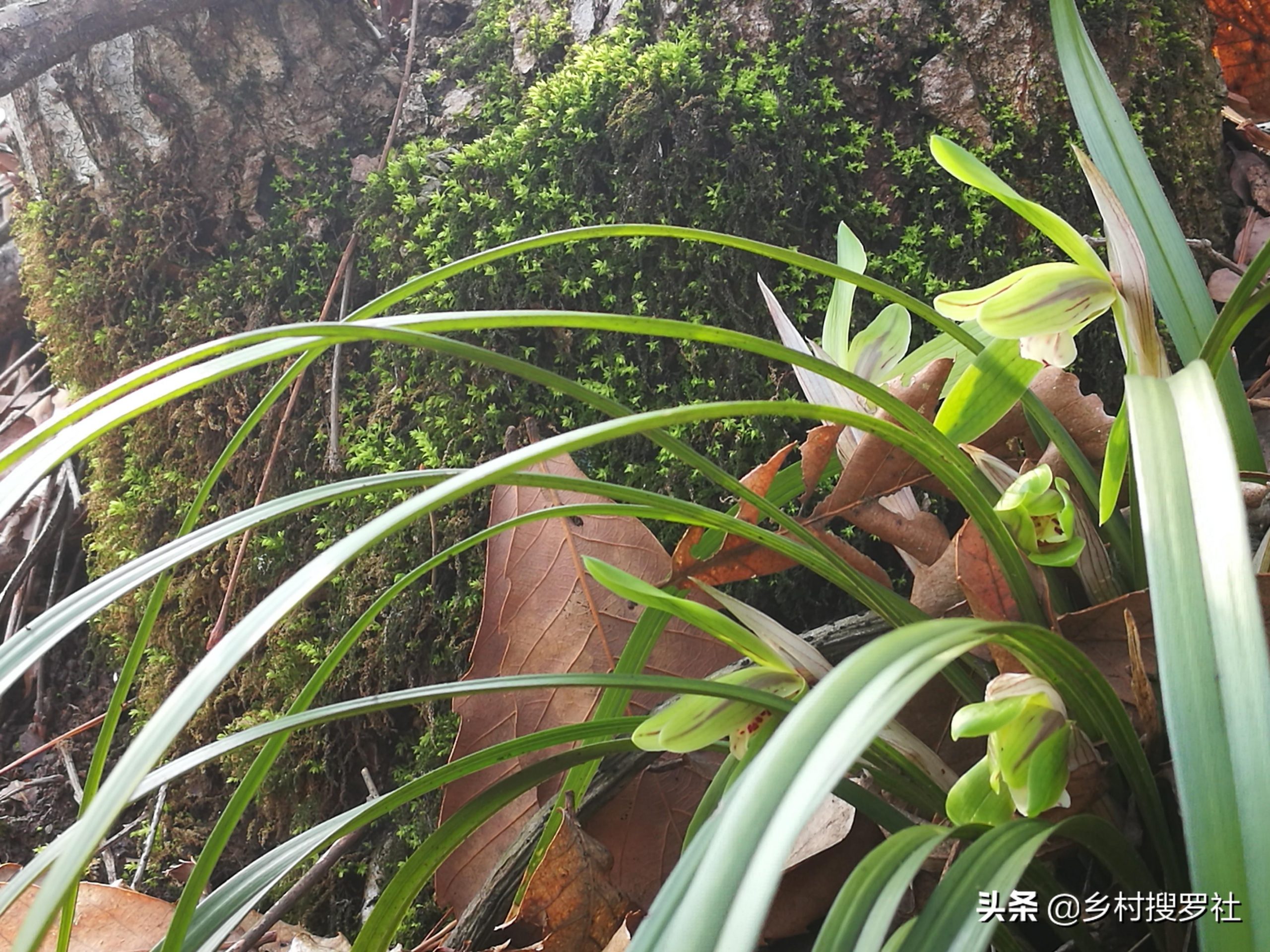 白玉兰花几月份开花