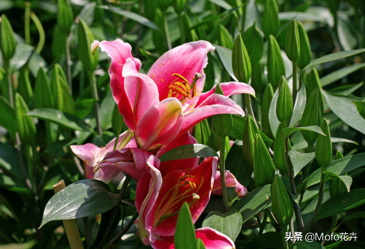 百合一年开几次花