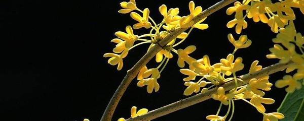 桂花的品种哪种最好看