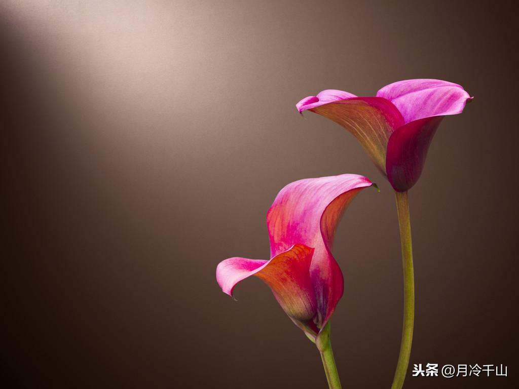 马蹄莲象征什么精神品质