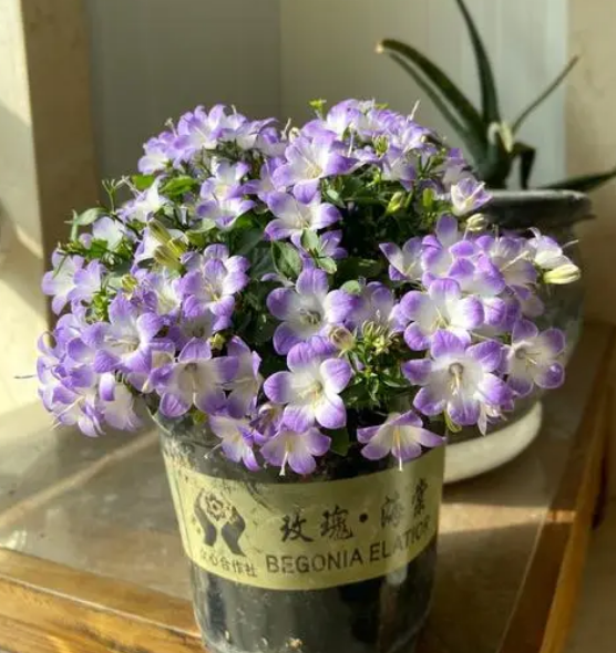 蓝风铃花语和寓意