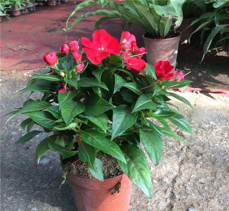 凤仙花生长过程