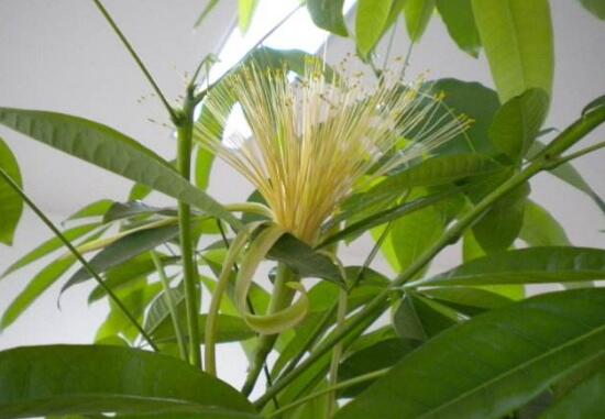 发财树开花是什么预兆风水