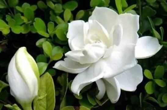 栀子花浇水加白醋还是食用醋