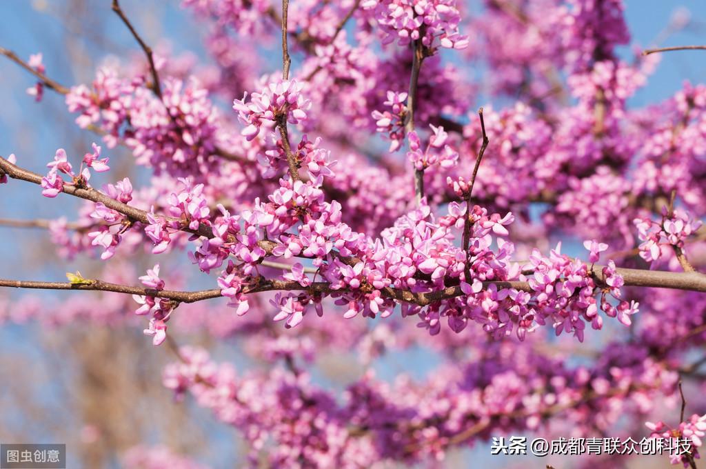 紫荆花花期是什么时候