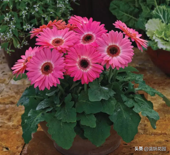 非洲菊花语是什么意思
