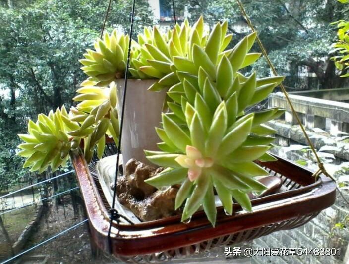 翡翠景天多肉叶插教程