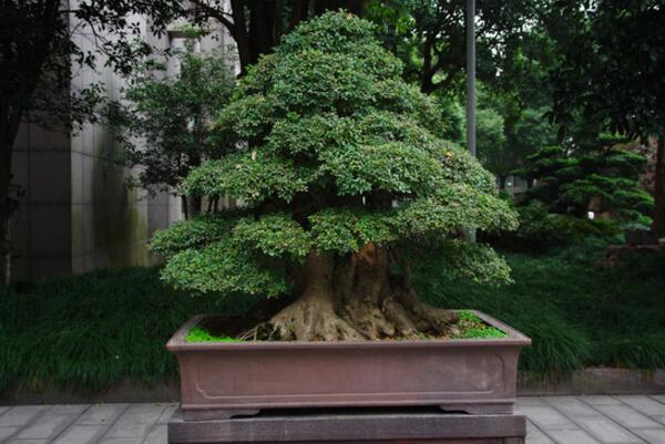 盆景榕树的风水禁忌是什么