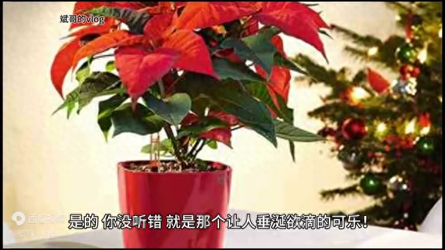 可乐浇花适合哪些植物