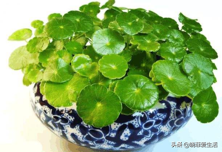 代表财源滚滚的花名
