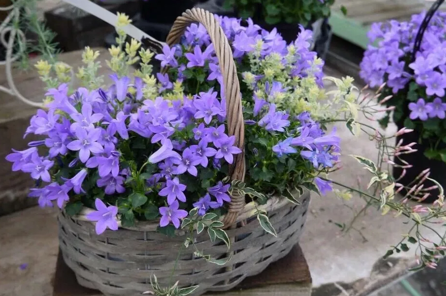 蓝风铃花语和寓意