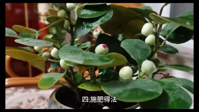小盼菩提的养殖方法和注意事项