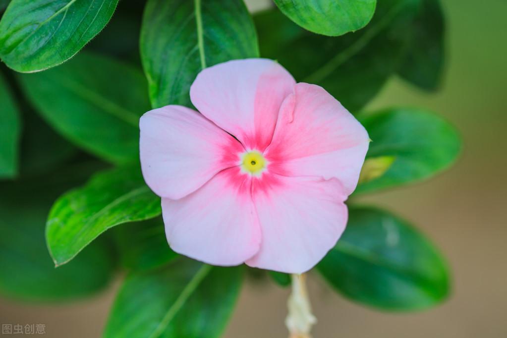 长春花种子怎么播种最好