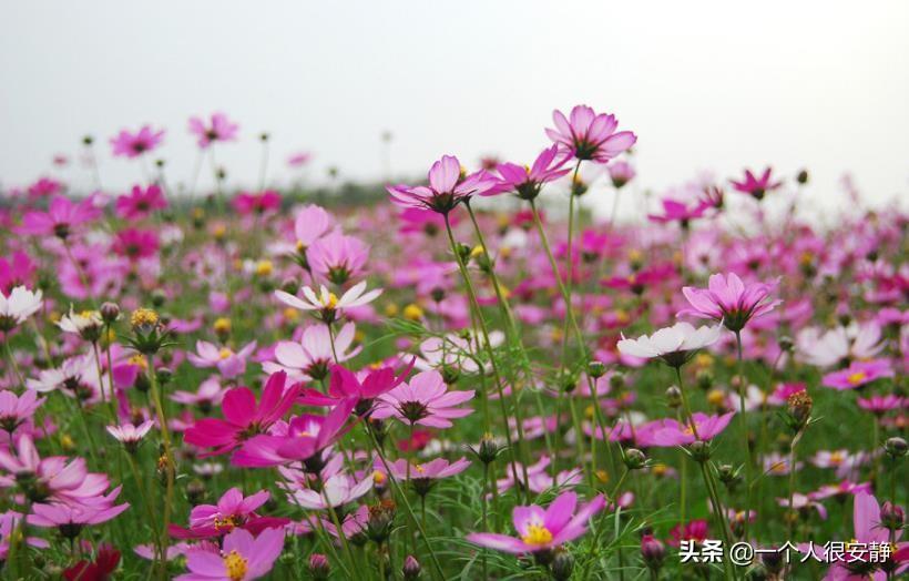 波斯菊和格桑花是一种花吗