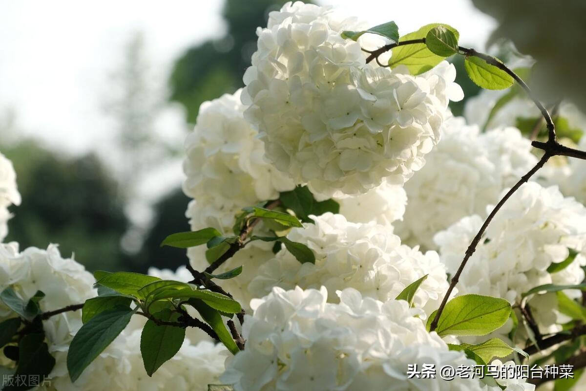 中华木绣球的养殖方法和注意事项