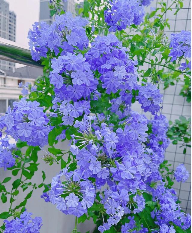 鸢尾花有毒吗