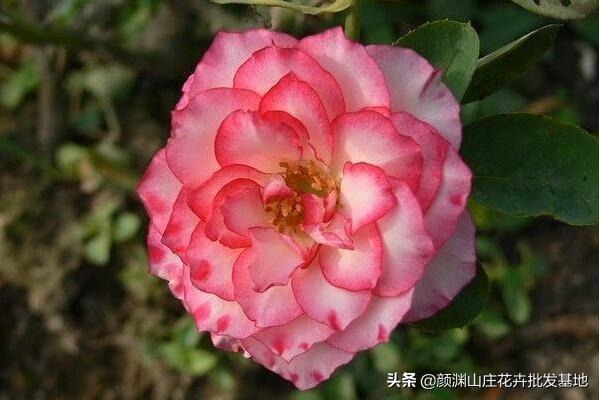 玫瑰跟月季有啥区别